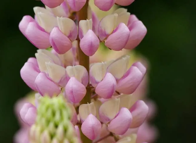 ,گل ترمس,گل لوپن,گل انگشتانه هندی، large leaved lupine , big leaved lupineمجموعه تولیدی سیدوس تولید کننده گلدان پلاستیکی سیدوس