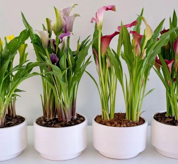 گل شیپوری (Calla Lily)نام علمی: (Zantedeschia aethiopica)