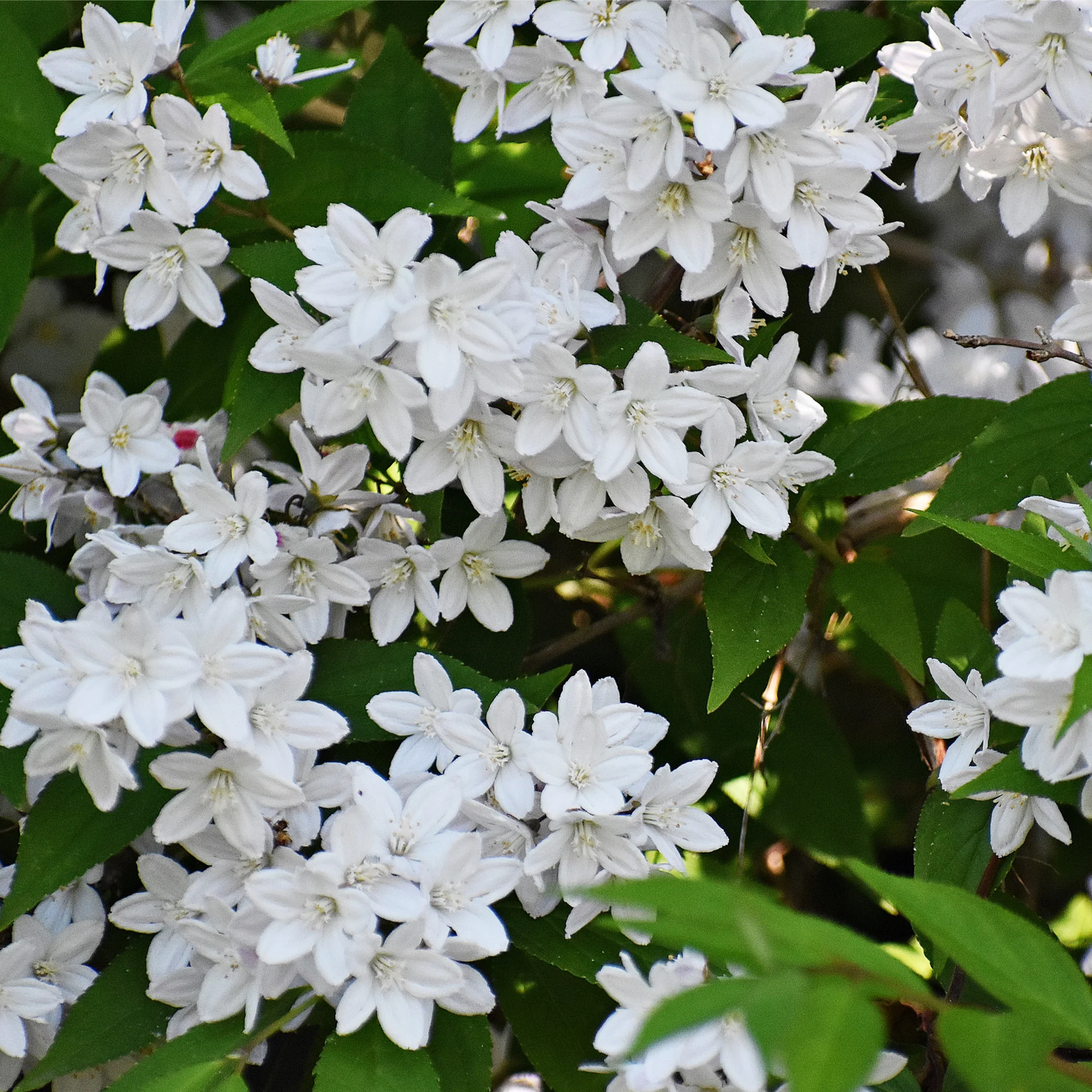 گل دوتسیا (Slender Deutzia)نام علمی: (Deutiza gracilis)