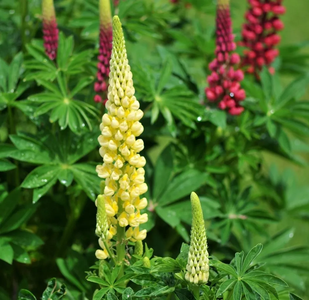 ,گل ترمس,گل لوپن,گل انگشتانه هندی، large leaved lupine , big leaved lupineمجموعه تولیدی سیدوس تولید کننده گلدان پلاستیکی سیدوس