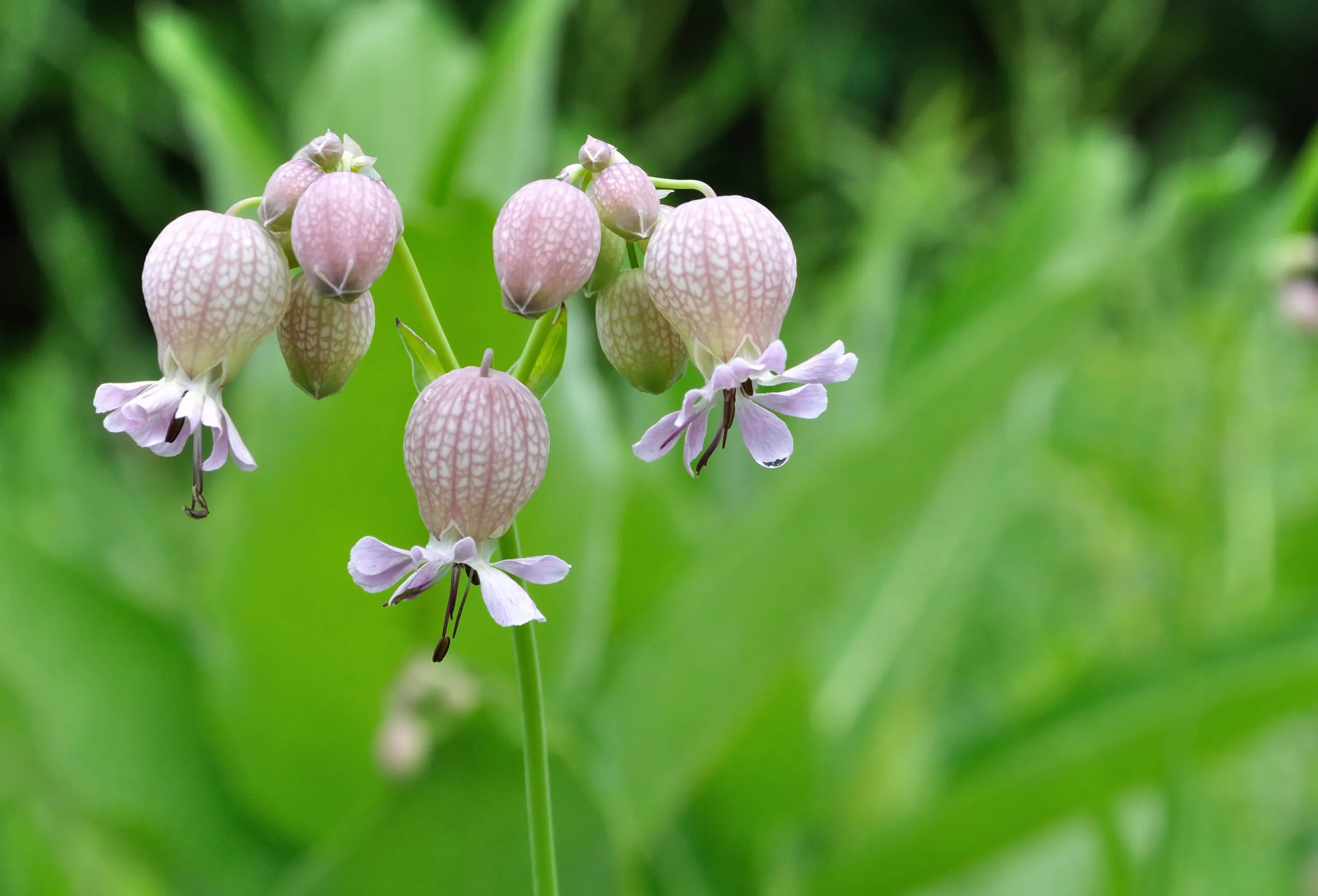 سیلن بادکنکیSilene vulgaris (Moench) Garcke مجموعه تولیدی سیدوس تولید کننده گلدان پلاستیکی سیدوس
