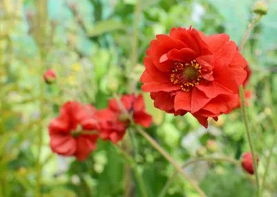 ژئوم نام یک گونه از تیره گلسرخیان است. ویکی‌پدیا نام علمی: Geum quellyon مجموعه تولیدی سیدوس تولید کننده گلدان پلاستیکی سیدوس