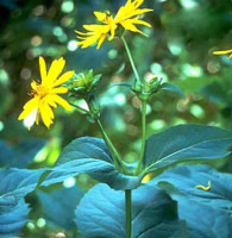 گل سیلفیومperfoliatum Silphium خانواده Asteraceae مجموعه تولیدی سیدوس ,تولید کننده گلدان پلاستیکی سیدوس