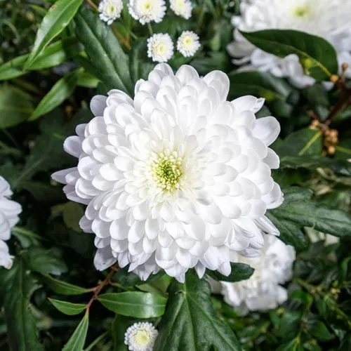 گل داوودی Chrysanthemum مجموعه تولیدی سیدوس,تولید کننده گلدان پلاستیکی سیدوس