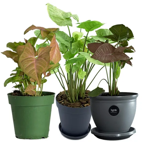 گیاه سینگونیوم (Syngonium) وفنگ شویی این گیاه مجموعه تولیدی سیدوس ,تولید کننده گلدان پلاستیکی سیدوس