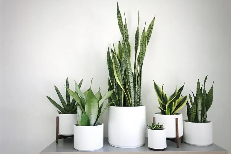 فصل پاییز وگیاهان آپارتمانی مناسب این فصلAutumn season and suitable houseplants for this season مجموعه تولیدی سیدوس ,تولید کننده گلدان پلاستیکی سیدوس ,بیش از 120نوع, اعم از گلدان استوانه ای پلاستیکی سیدوس,گلدان الماسی پلاستیکی سیدوس,گلدان مربعی پلاستیکی,گلدان مثلثی پلاستیکی,گلدان گرد پلاستیکی ,باکس مستطیلی,در اندازه های کاکتوسی تا درختچه ای
