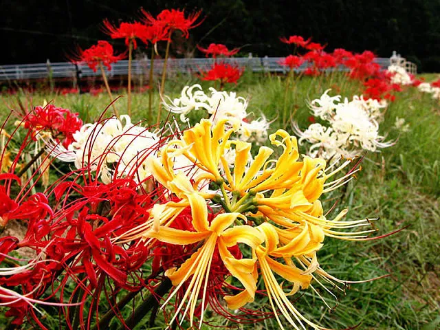گیاه لیلی عنکبوتی / گل لیکوریس رادیاتا/ گیاه سوسن عنکبوتی قرمز (Red Spider Lily)نام علمی: (Lycoris radiate)