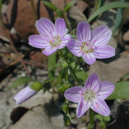 گل زیبای بهار (Spring Beauty)نام علمی: (Claytonia virginica)