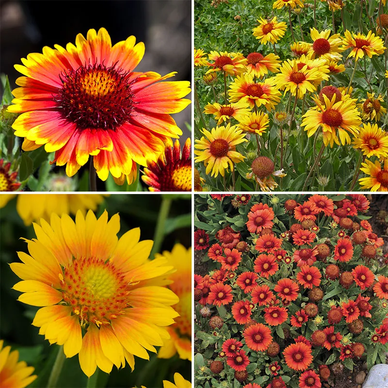 گیاه گیلاردیا/ گل چرخ آتشین (Indian Blanket)نام علمی: (Gaillardia pulchell)