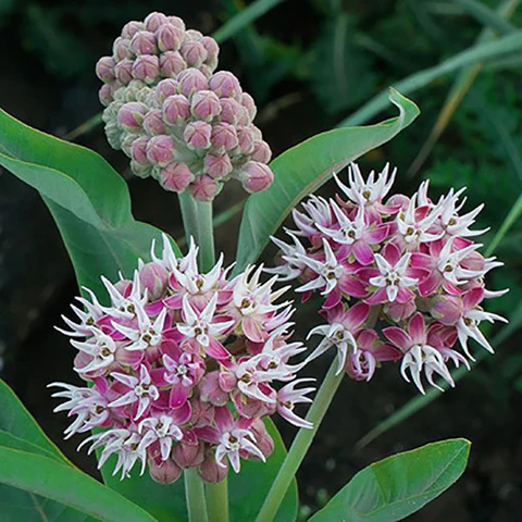 گیاه استبرق خودنما/ علف شیری خودنمایی (Showy Milkweed)نام علمی: (Asclepias sepciosa)