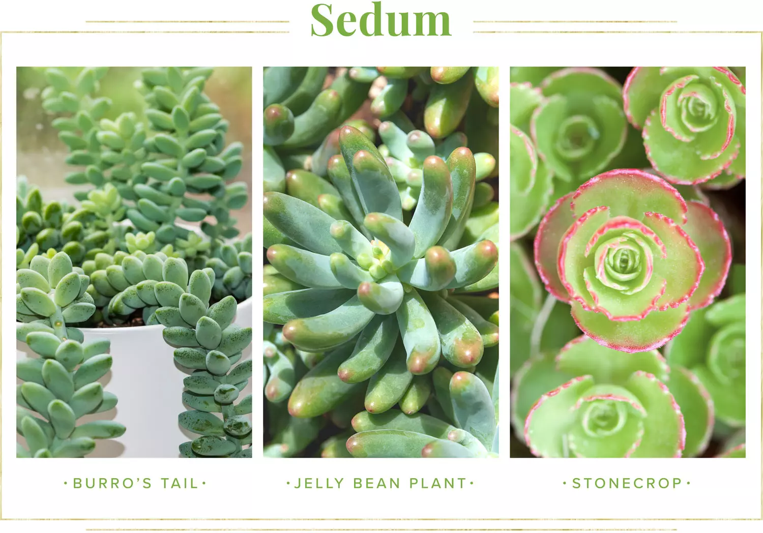 OLYMPUS DIGITAL گل سدوم (گل دم الاغی، گل یخی) SEDUM RUBROTINCTUM CAMERAگلدان پلاستیکی سیدوس multiceps