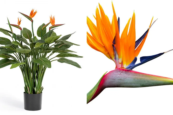 گل آپارتمانی با برگهای رنگی An apartment flower with colored leaves مجموعه تولیدی سیدوس ,تولید کننده گلدان پلاستیکی سیدوس در بیش از 120نوع ,مانند گلدان استوانه ای پلاستیکی, گلدان الماسی پلاستیکی, و...