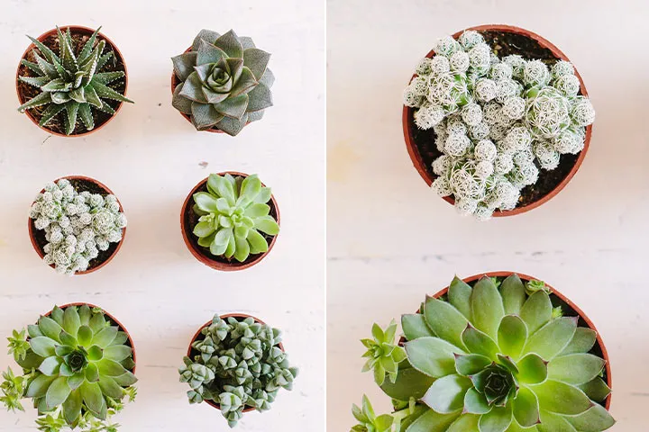 گیاهان آپارتمانی سازگار با محیط کم نور Houseplants adapted to low light environments گلدان پلاستیکی Plastic pot, plastic vase مجموعه تولیدی سیدوس ,تولید کننده گلدان پلاستیکی سیدوس ,بیش از 120نوع, اعم از گلدان استوانه ای پلاستیکی سیدوس,گلدان الماسی پلاستیکی سیدوس,گلدان مربعی پلاستیکی,گلدان مثلثی پلاستیکی,گلدان گرد پلاستیکی ,باکس مستطیلی,در اندازه های کاکتوسی تا درختچه ای