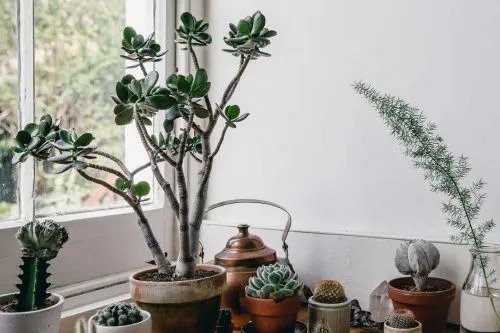 ساکولنت ها وکاکتوس ها Succulents and cacti
مجموعه تولیدی سیدوس ,تولید کننده گلدان پلاستیکی سیدوس ,بیش از 120نوع, اعم از گلدان استوانه ای پلاستیکی سیدوس,گلدان الماسی پلاستیکی سیدوس,گلدان مربعی پلاستیکی,گلدان مثلثی پلاستیکی,گلدان گرد پلاستیکی ,باکس مستطیلی,در اندازه های کاکتوسی تا درختچه ای