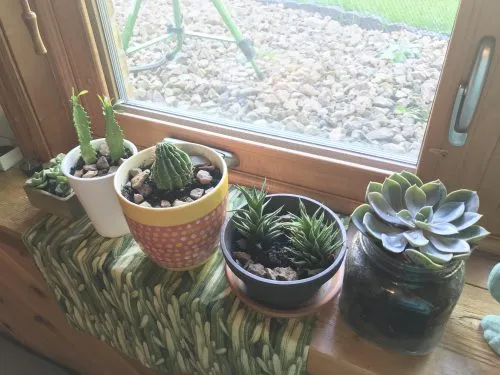 ساکولنت ها وکاکتوس ها Succulents and cacti
مجموعه تولیدی سیدوس ,تولید کننده گلدان پلاستیکی سیدوس ,بیش از 120نوع, اعم از گلدان استوانه ای پلاستیکی سیدوس,گلدان الماسی پلاستیکی سیدوس,گلدان مربعی پلاستیکی,گلدان مثلثی پلاستیکی,گلدان گرد پلاستیکی ,باکس مستطیلی,در اندازه های کاکتوسی تا درختچه ای