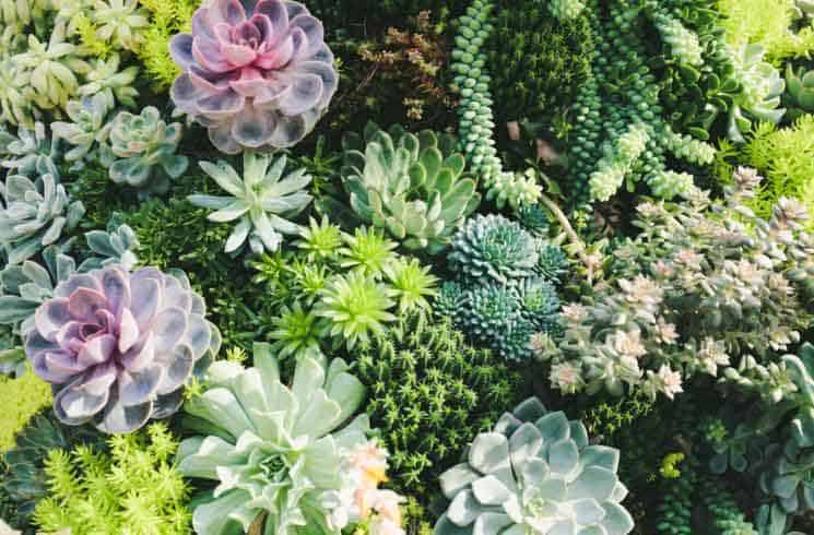 succulent