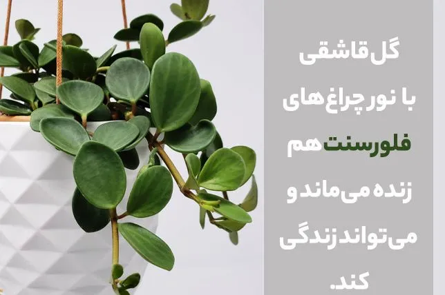 گل پپرومیا Rippleگل قاشقی Pepromia  , Pepromia Caperata
مجموعه تولیدی سیدوس تولید کننده گلدان پلاستیکی سیدوس