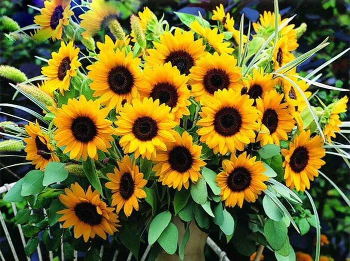 helianthus-annuusasteraceaeگل-آفتابگردان-زینتیمجموعه تولیدی سیدوس تولید کننده گلدان پلاستیکی سیدوس
گل آفتابگردان  (نام علمی: Helianthus) نام یک سرده از زیرخانواده کاسنیان آستروئیده است. این سرده شامل ۷۰ گونه می‌باشد.