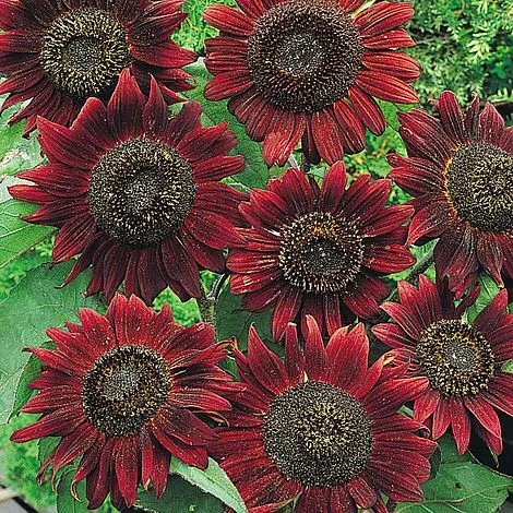 گل آفتابگردان ماکسیمیلیان هلیانتوس (Maximilian Sunflower)نام علمی: ( Helianthus maximiliani)