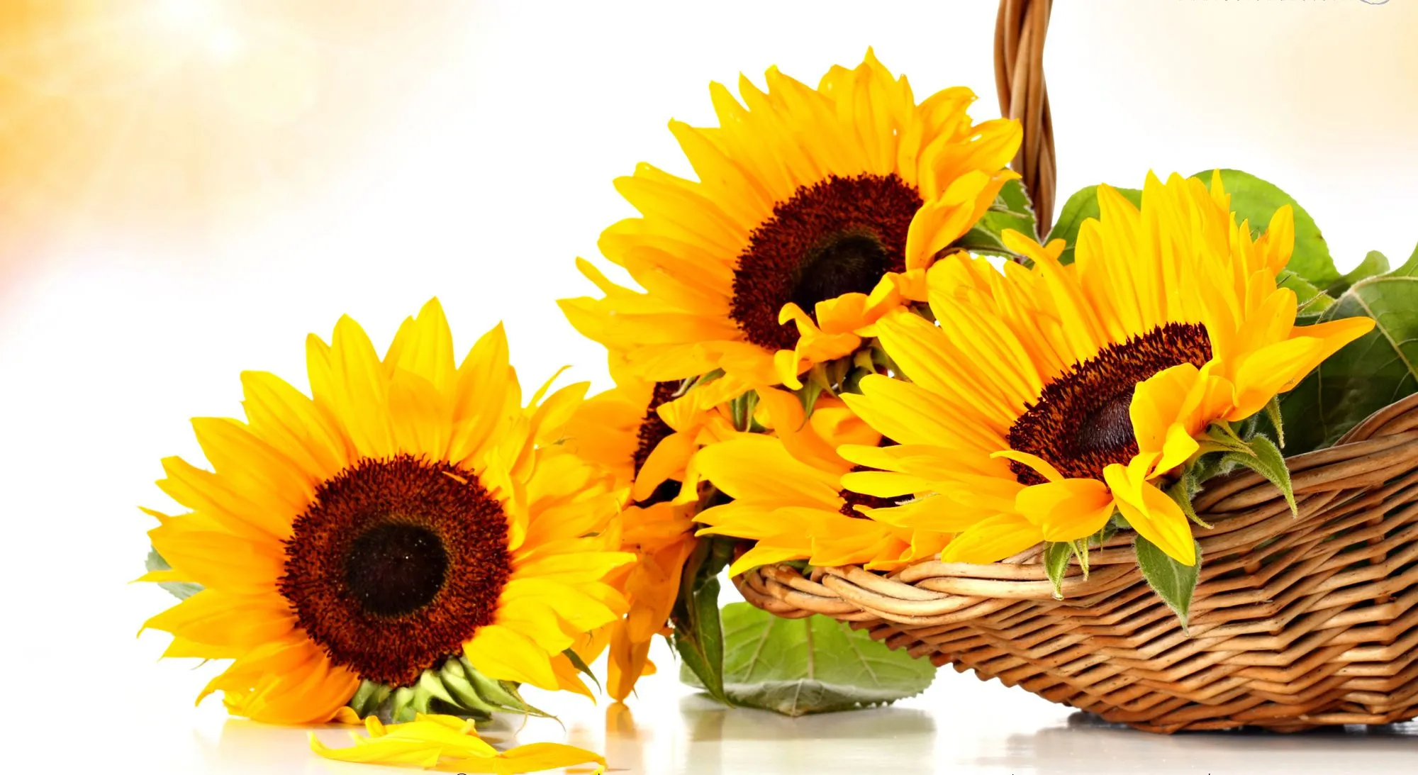 helianthus-annuusasteraceaeگل-آفتابگردان-زینتیمجموعه تولیدی سیدوس تولید کننده گلدان پلاستیکی سیدوس
گل آفتابگردان  (نام علمی: Helianthus) نام یک سرده از زیرخانواده کاسنیان آستروئیده است. این سرده شامل ۷۰ گونه می‌باشد.