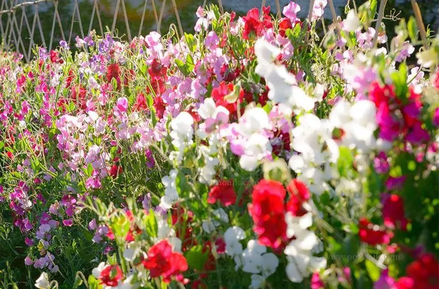 گل نخودی(نام علمی: Lathyrus odoratus) نام یک گونه از سرده خلر است.