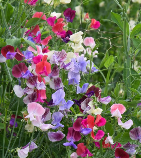 گل نخود (Perennial Sweet Pea)نام علمی: (Lathyrus latifolius)