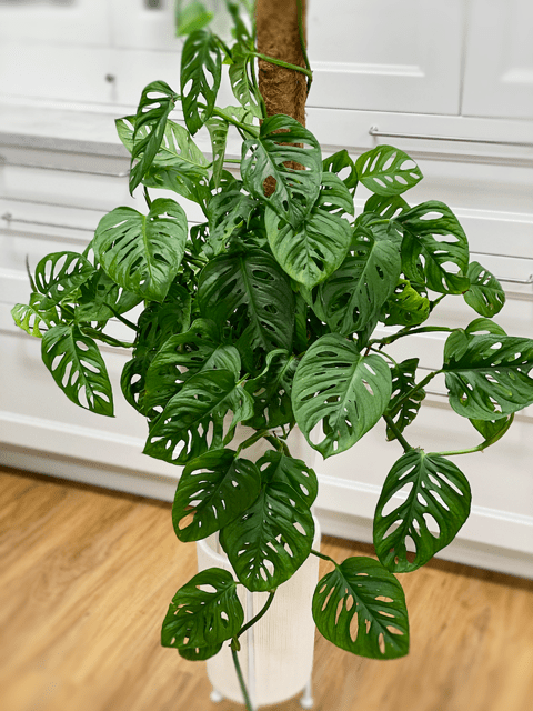 Swiss Cheese Plant