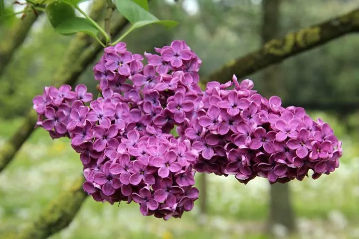 یاس خوشه ای,Syringa vulgarisمجموعه تولیدی گلدان پلاستیکی سیدوس