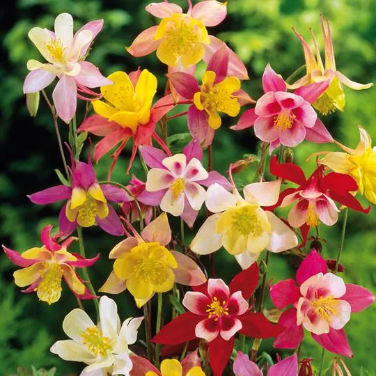 گل تاج الملوک هیبرید / گل کلمباین آلمانی (Rocky Mountain Columbine)نام علمی: (Aquilegia caerulia)