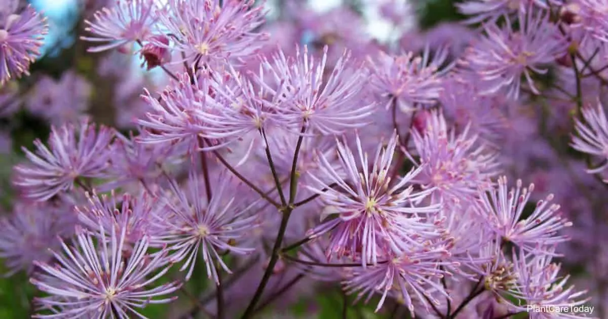 .گیاه تالیکتروم (Meadow Rue)نام علمی: (Thalictrum aquilegifolium)
