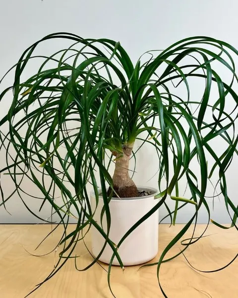 درختچه های آپارتمانی در گلدان پلاستیکی سیدوسApartment shrubs in plastic pots Sidoos
مجموعه تولیدی سیدوس ,تولید کننده گلدان پلاستیکی سیدوس ,بیش از 120نوع, اعم از گلدان استوانه ای پلاستیکی سیدوس,گلدان الماسی پلاستیکی سیدوس,گلدان مربعی پلاستیکی,گلدان مثلثی پلاستیکی,گلدان گرد پلاستیکی ,باکس مستطیلی,در اندازه های کاکتوسی تا درختچه ای