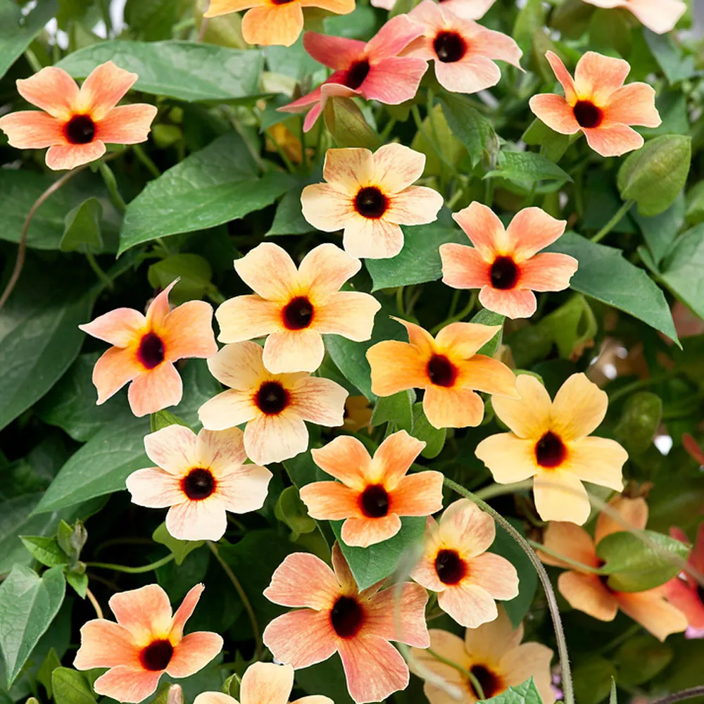 گل چشمان سیاه سوزان Black Eyed Susan Vineنام علمی: (Thunbergia alata)