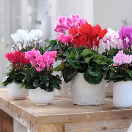 گیاه سیکلامن پرسیکوم (Cyclamen)نام علمی: (Cyclamen persicum)