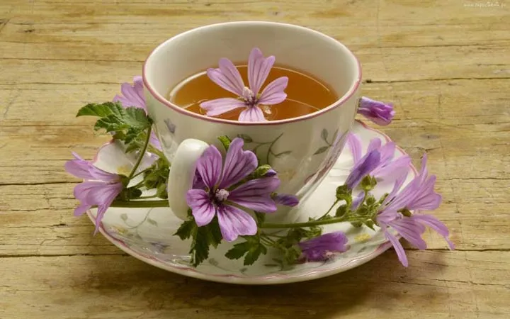گل پنیرک,Mallow نام علمی پنیرک Malva sylvestris تریندینگ، آفتاب‌پرست، خورپرست، ختمی پنیرک و آفتاب‌گردک cheeses ، high mallow ، tall mallow ************* مجموعه تولیدی سیدوس ,تولید کننده گلدان پلاستیکی سیدوس