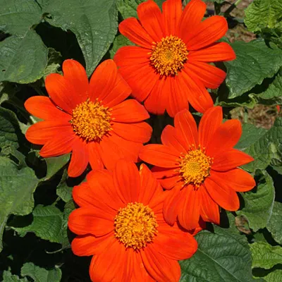 آفتابگردان مکزیکی (Mexican Sunflower)نام علمی: (Tithonia rotundifolia)