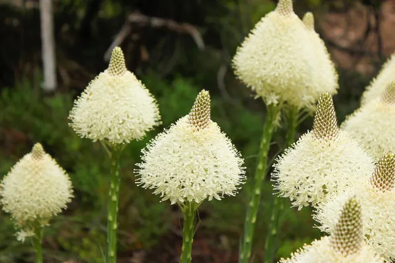 گیاه سبد هندی (Bear Grass)نام علمی: (Xerophyllum tenax)