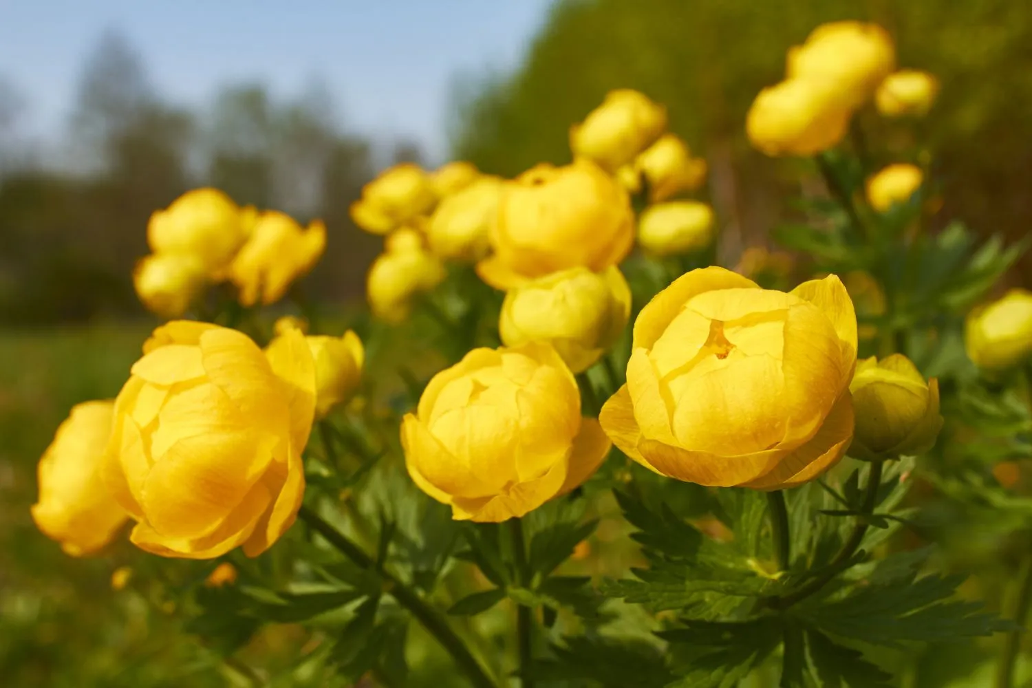 گل کره‌ای اروپایی (Globe Flower)نام علمی: (Trollius europaeus)