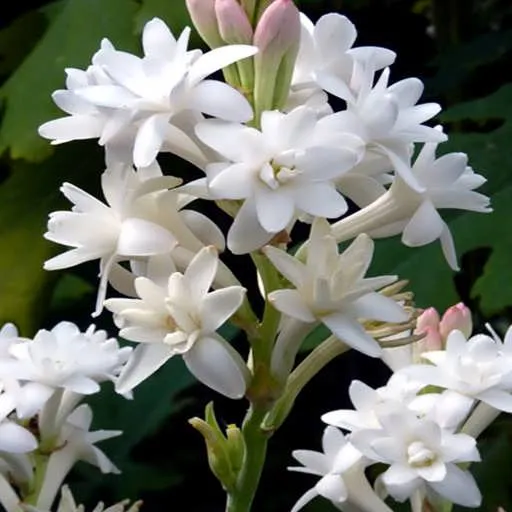 گل مریمPolianthes tuberosa
گل مریم به انگلیسی	Tuberous, Agave amica
نام‌های دیگر این گیاه	گل دندان فیلی و زنبق Polyanthus  و عاج گل و گل متورم
مجموعه تولیدی سیدوس تولید کننده گلدان پلاستیکی سیدوس