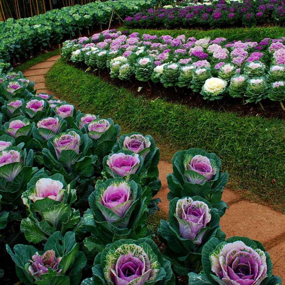 گل کلم زینتی
Ornamental cauliflower