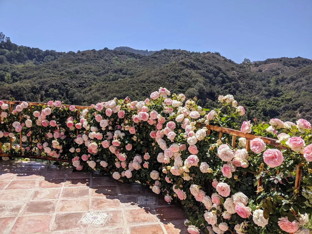 گل های رز رونده, Climbing roses (11 types) مجموعه تولیدی سیدوس ,تولید کننده گلدان پلاستیکی سیدوس