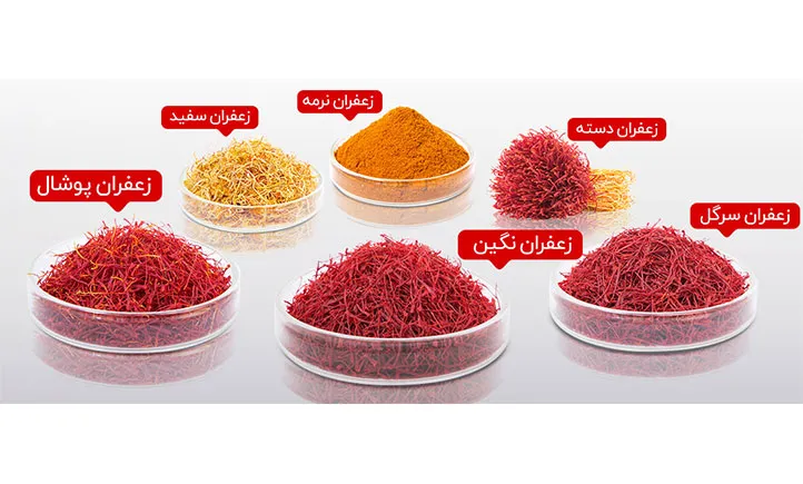گل زعفران,زعفران سرگل, crocus-sativus, Crocus angustifolius مجموعه تولیدی سیدوس, تولید کننده گلدان پلاستیکی سیدوس آدرس اینستاگرام:gooldono.stand.sidoos@ تلفن:09308743868