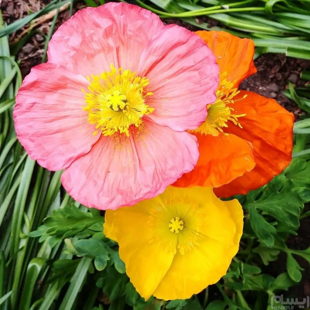 گل خشخاش ایسلند (Iceland Poppy)نام علمی: (Papaver nudicaule)