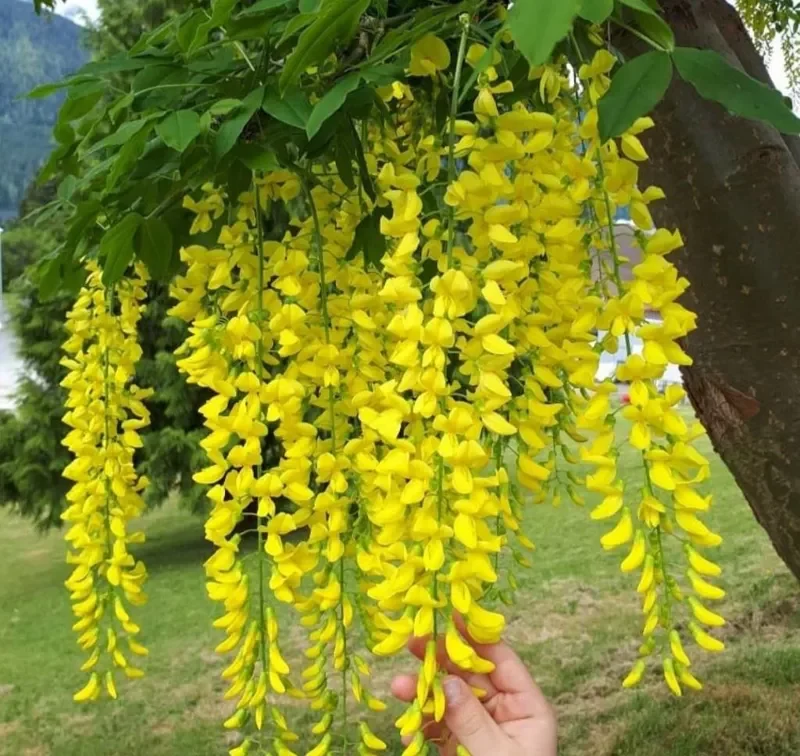 درخت پروانه Laburnum anagyroides L. anagyroides Common laburnum مجموعه تولیدی سیدوس تولید کننده گلدان پلاستیکی سیدوس
