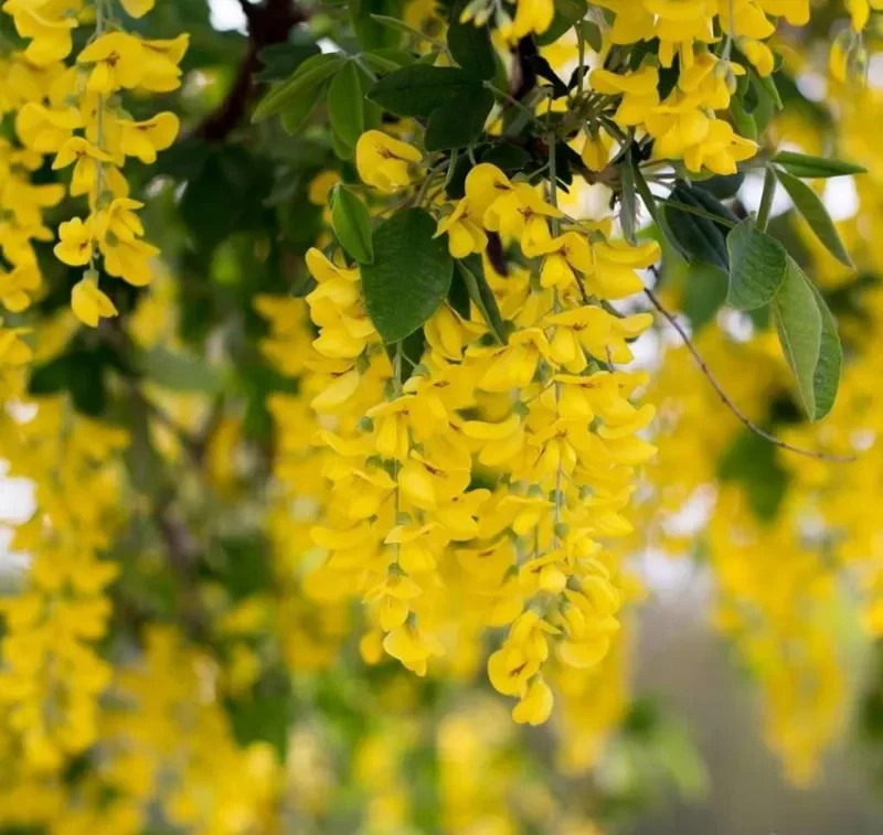 درخت پروانه Laburnum anagyroides L. anagyroides Common laburnum مجموعه تولیدی سیدوس تولید کننده گلدان پلاستیکی سیدوس
