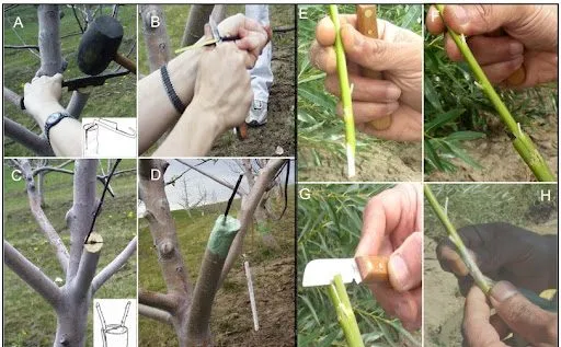 پیوند زدن گیاهان Transplanting plants
مجموعه تولیدی سیدوس ,تولید کننده گلدان پلاستیکی سیدوس ,بیش از 120نوع, اعم از گلدان استوانه ای پلاستیکی سیدوس,گلدان الماسی پلاستیکی سیدوس,گلدان مربعی پلاستیکی,گلدان مثلثی پلاستیکی,گلدان گرد پلاستیکی ,باکس مستطیلی,در اندازه های کاکتوسی تا درختچه ای