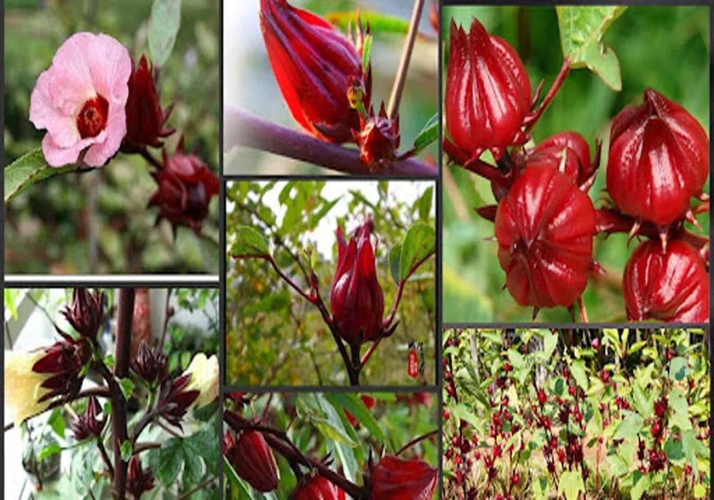 گیاه چای ترش / گل هیبسکاس (Hibiscus)نام علمی: (Hibiscus)