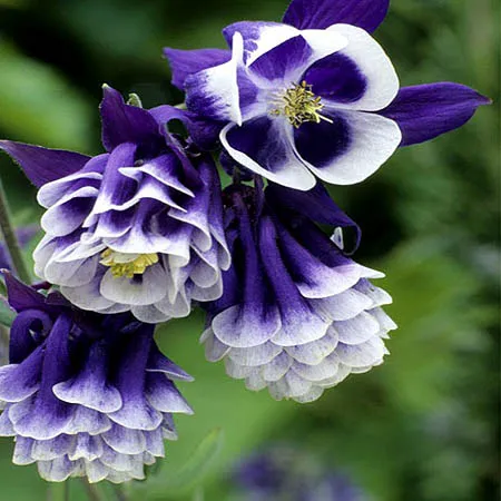 گل تاج الملوکAquilegia vulgaris Nora Barlow مجموعه تولیدی سیدوس ,تولید کننده گلدان پلاستیکی سیدوس وشیلنگ آب وشیلنگ گاز وشیلنگ کولری ومحصولات پلاسکویی مانند چاقو تیز کن پوست کن,َ