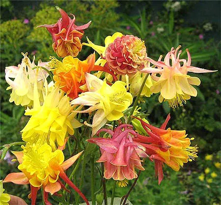گل تاج الملوکAquilegia vulgaris Nora Barlow مجموعه تولیدی سیدوس ,تولید کننده گلدان پلاستیکی سیدوس وشیلنگ آب وشیلنگ گاز وشیلنگ کولری ومحصولات پلاسکویی مانند چاقو تیز کن پوست کن,َ