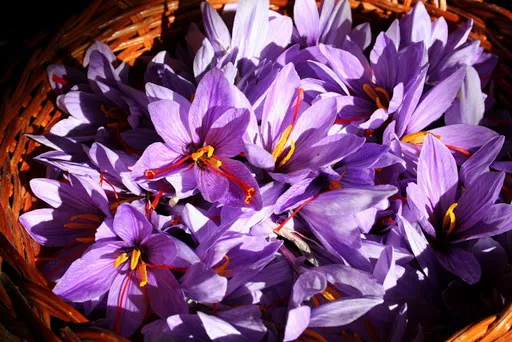 گل زعفران,زعفران سرگل, crocus-sativus, Crocus angustifolius مجموعه تولیدی سیدوس, تولید کننده گلدان پلاستیکی سیدوس 