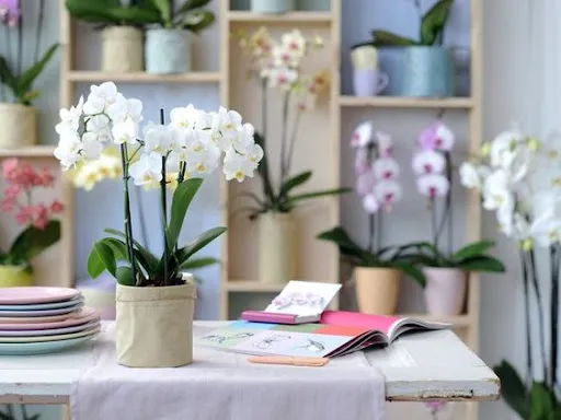 گل ارکیده در مجموعه تولیدی گلدان پلاستیکی سیدوسOrchid flower in Sidoos plastic vase collection
